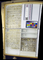 Media resource of Themira gracilis