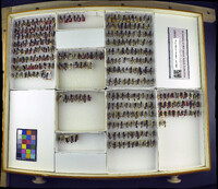 Media resource of Podalonia mickeli