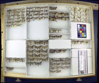 Media resource of Acronicta retardata