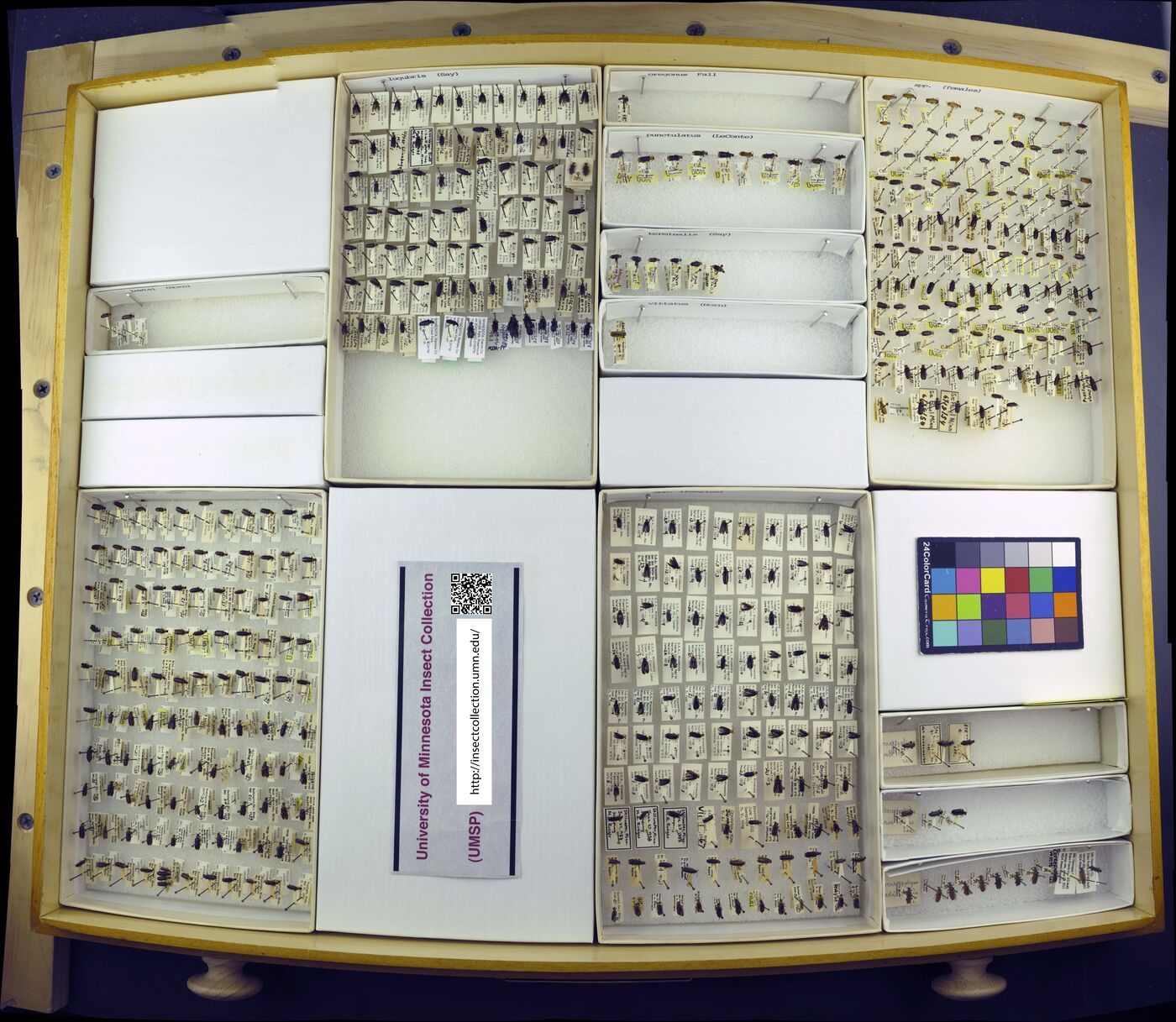 Pedilus lugubris image