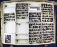 Media resource of Prionyx kirbii