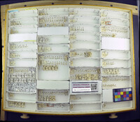 Amblyderus obesus image