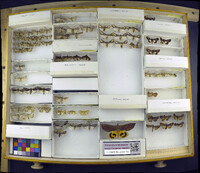 Media resource of Adelphagrotis indeterminata