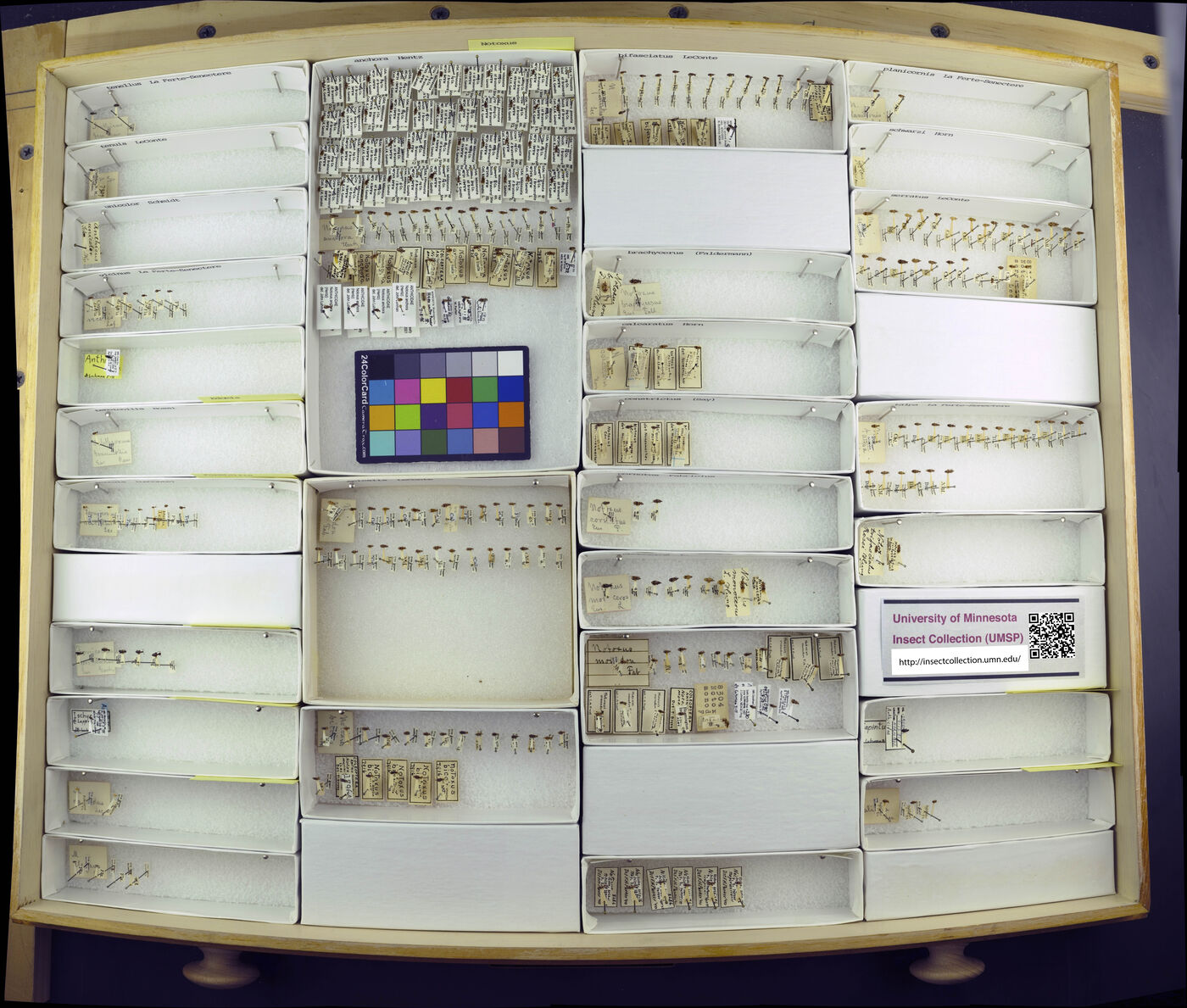 Notoxus anchora image