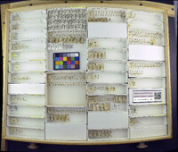 Media resource of Notoxus anchora