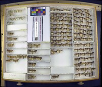 Media resource of Agriopodes fallax