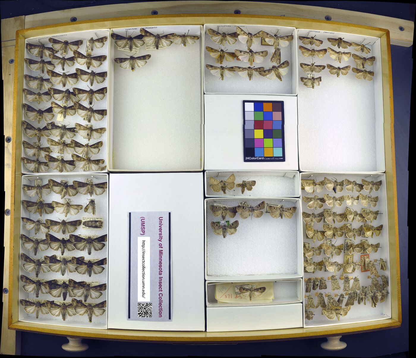 Agrotis ipsilon image