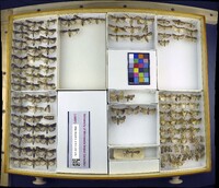 Media resource of Agrotis ipsilon