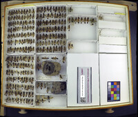 Media resource of Sceliphron caementarium