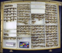 Media resource of Agrotis stigmosa