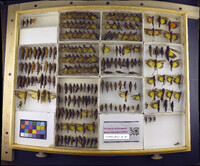 Media resource of Arphia sulphurea