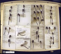 Media resource of Aeshna tuberculifera