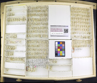 Media resource of Aceratagallia abrupta