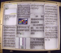 Media resource of Archithremma ulachensis