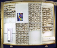 Media resource of Agrotis venerabilis