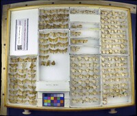 Media resource of Mythimna ferrago