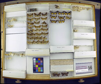 Media resource of Allagrapha aerea