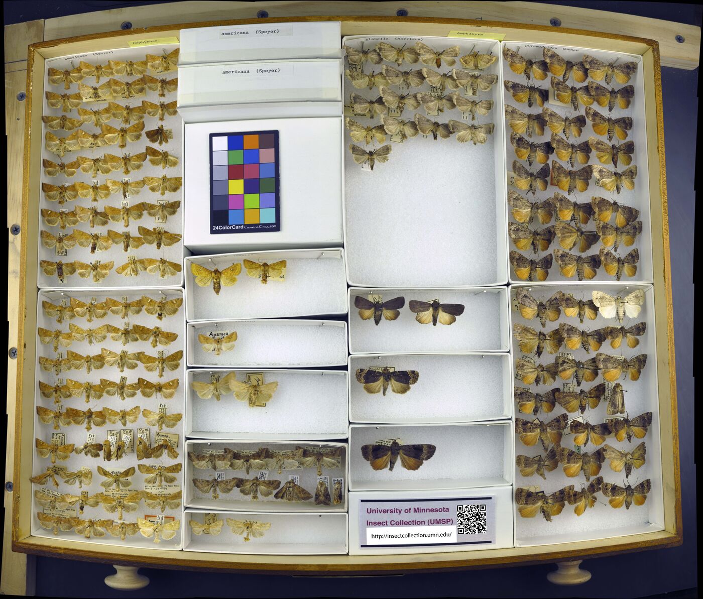 Amphipoea americana image