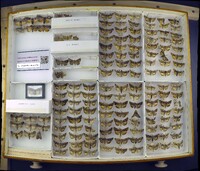 Media resource of Amyna bullula