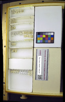 Media resource of Trixoscelis frontalis