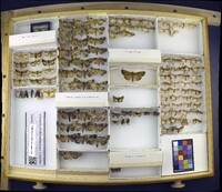 Media resource of Anaplectoides prasina