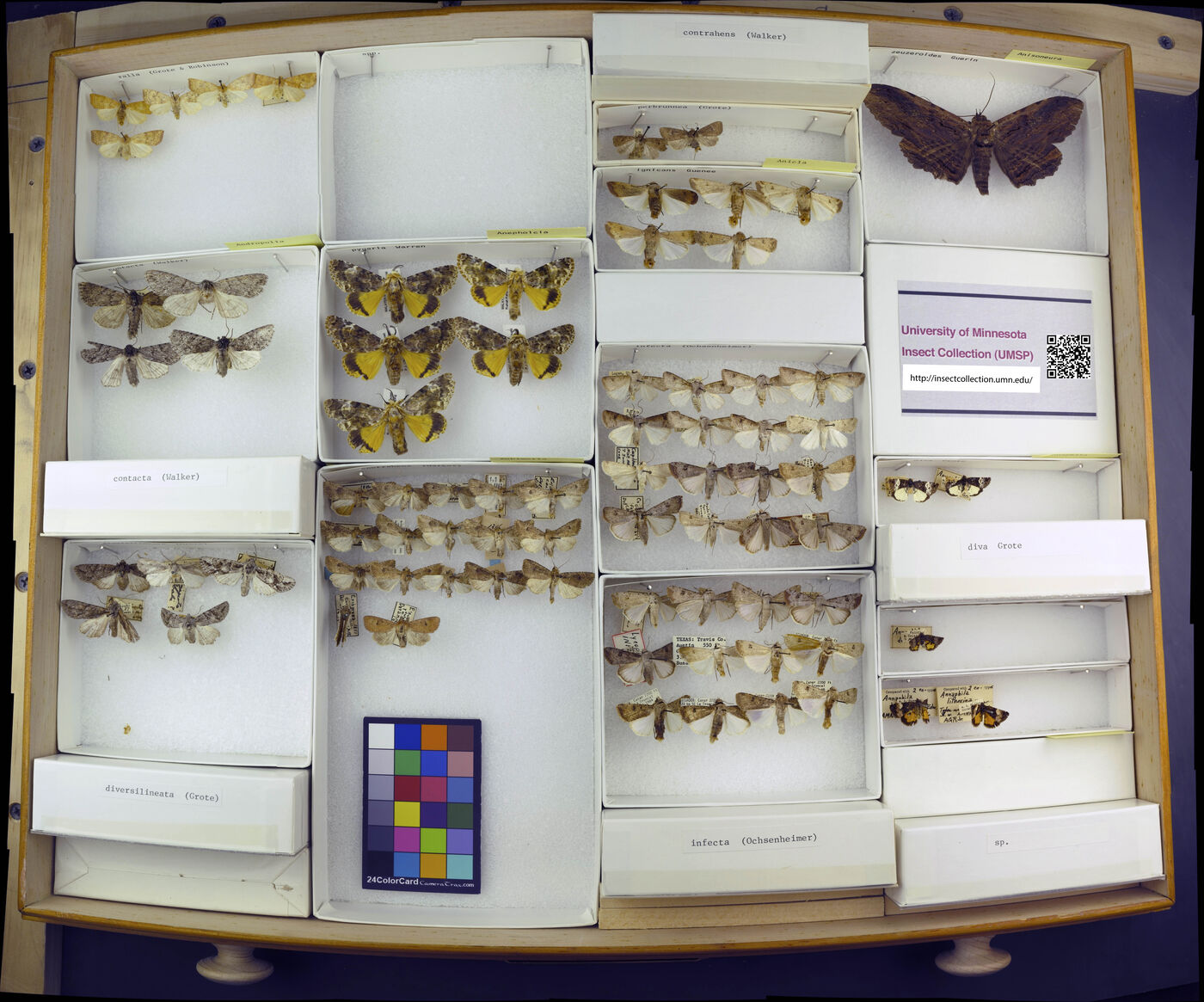 Andropolia contacta image