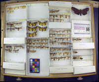 Media resource of Andropolia contacta