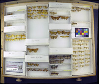 Media resource of Anomis editrix