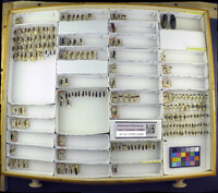 Media resource of Cardiophorus aeneus