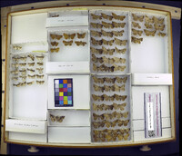 Media resource of Anterastria teratophora