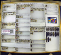 Media resource of Chalcolepis luczoti