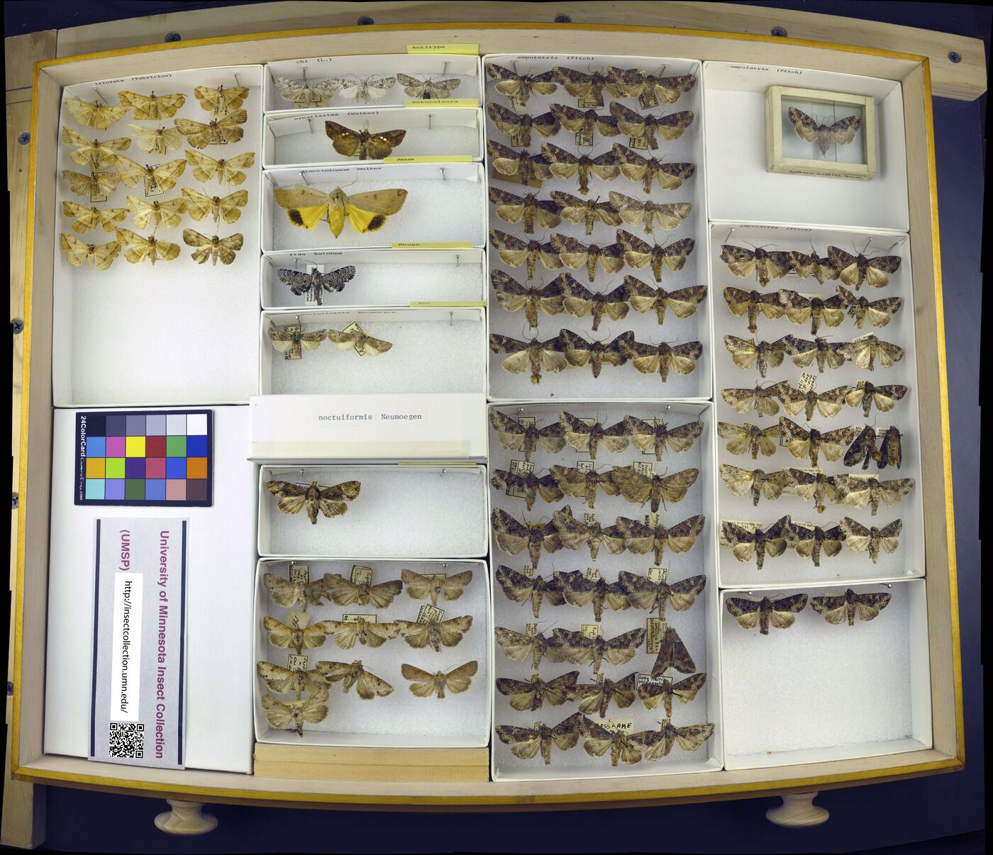 Antoculeora ornatissima image