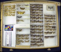 Media resource of Antoculeora ornatissima