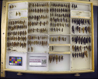 Media resource of Asemoplus montanus