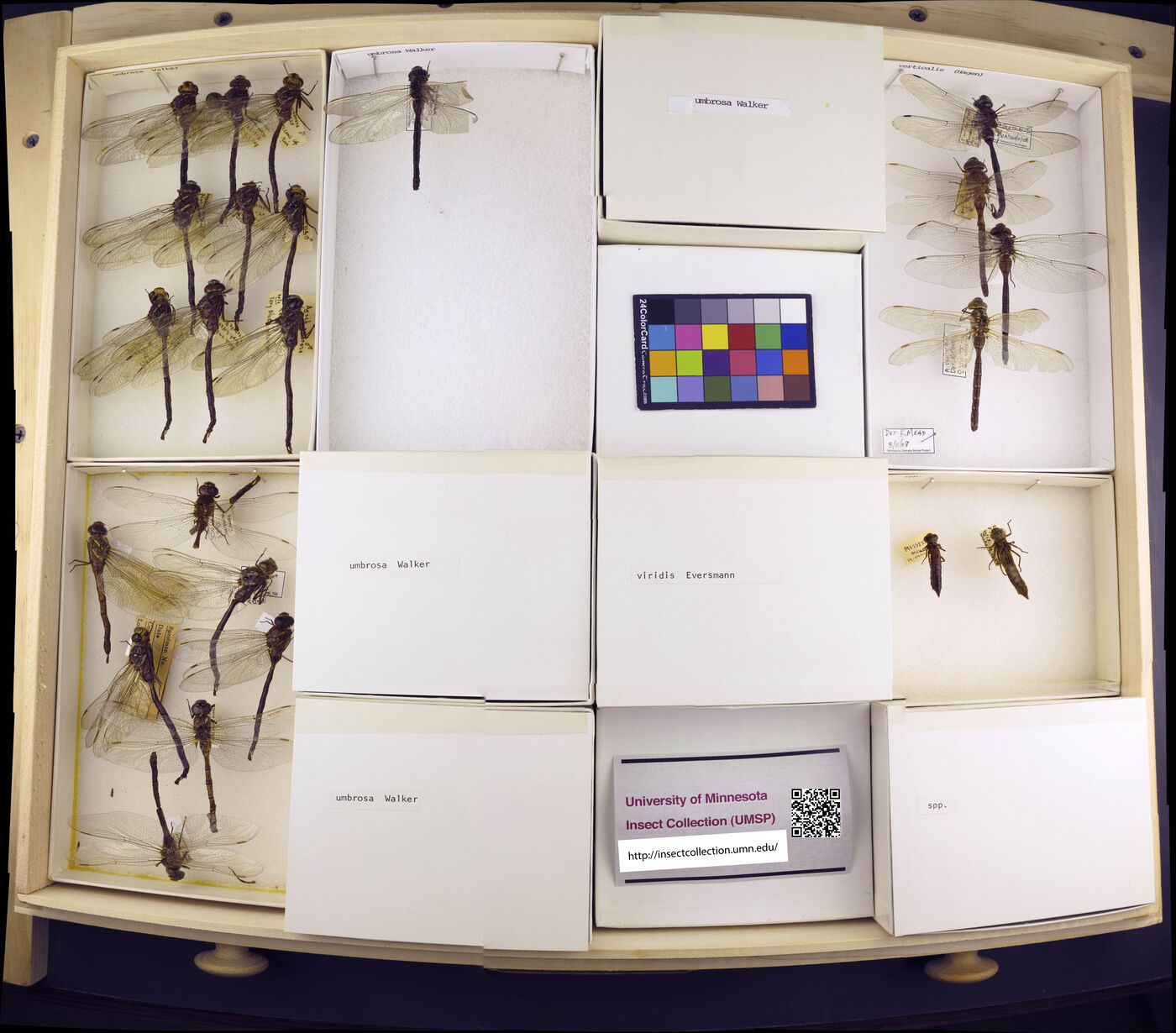 Aeshna umbrosa image