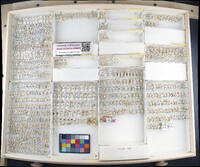 Media resource of Agallia constricta