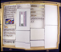 Media resource of Goera horni