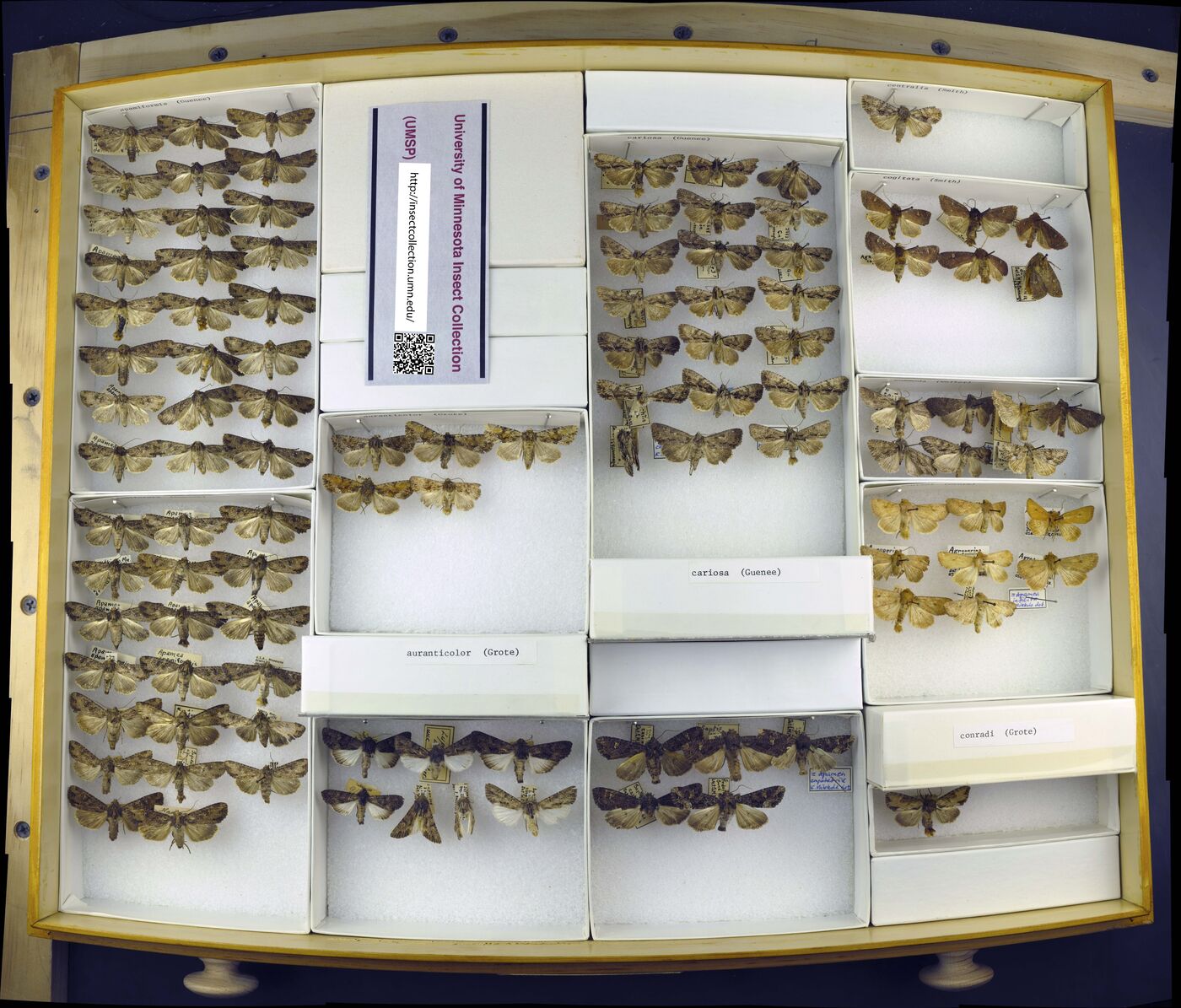 Apamea apamiformis image