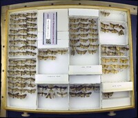 Media resource of Apamea apamiformis