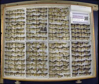 Media resource of Apamea devastator