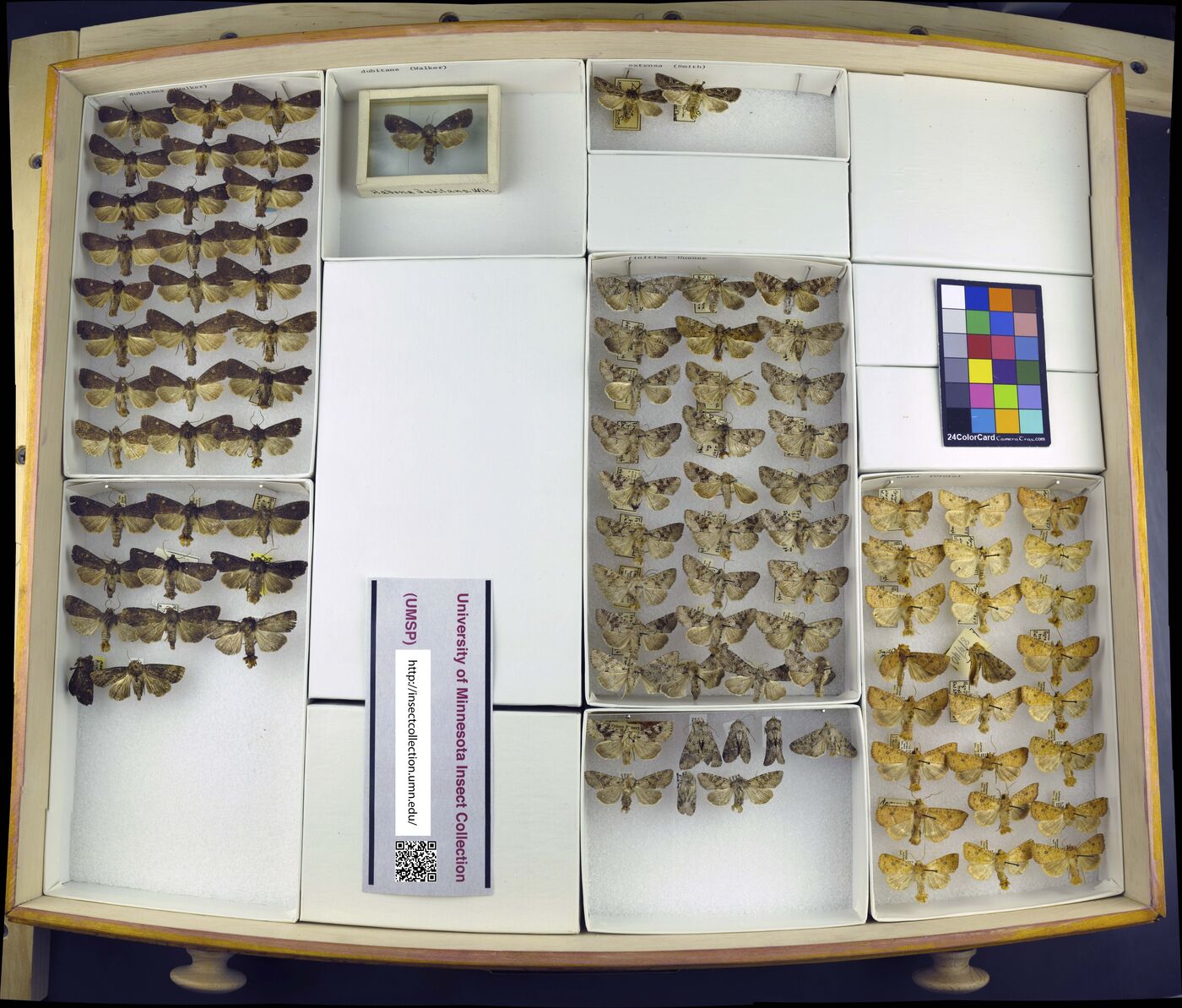 Apamea dubitans image