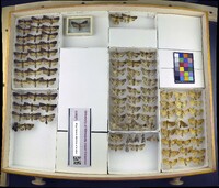 Media resource of Apamea dubitans