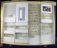 Media resource of Psilopa compta