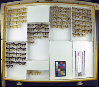 Media resource of Apamea helva