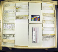 Media resource of Trimerina madizans