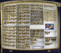 Media resource of Apamea lignicolora