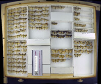 Media resource of Apamea niveivenosa