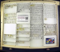 Media resource of Hydrellia bilobifera