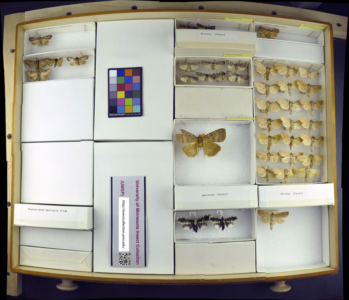 Apamea vulgaris image