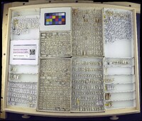 Media resource of Hydrellia griseola